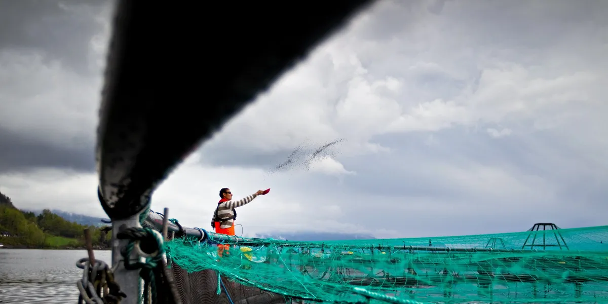 Forskere: Hardangerfjorden tåler dagens utslipp – men ikke mye mer