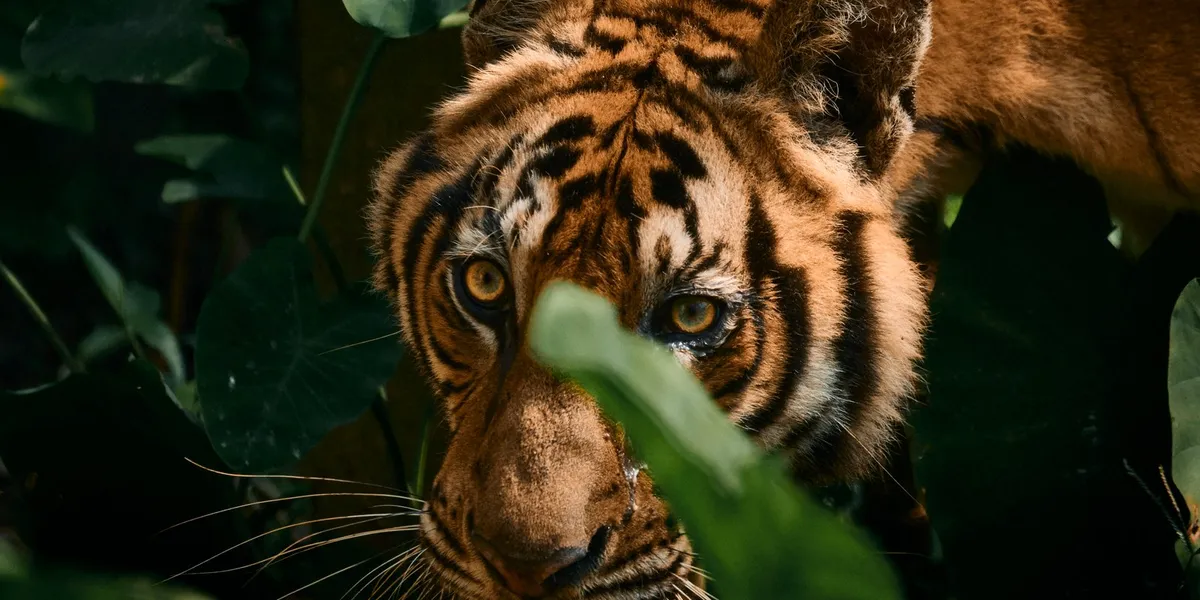 – I Norge gjør vi rovdyr til syndebukker