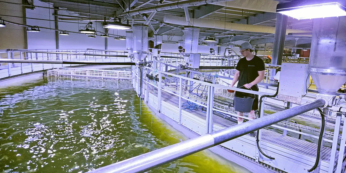 Oppdrettsselskap i pengeskvis