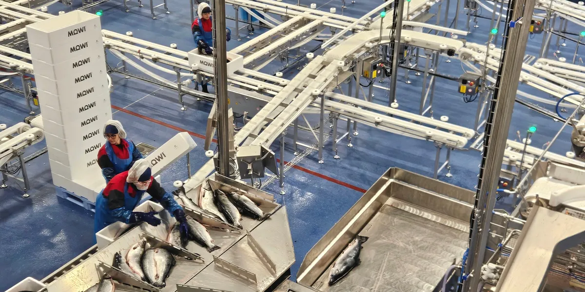 Meglerhusene venter strammere laksemarked – uenige om prisnivået