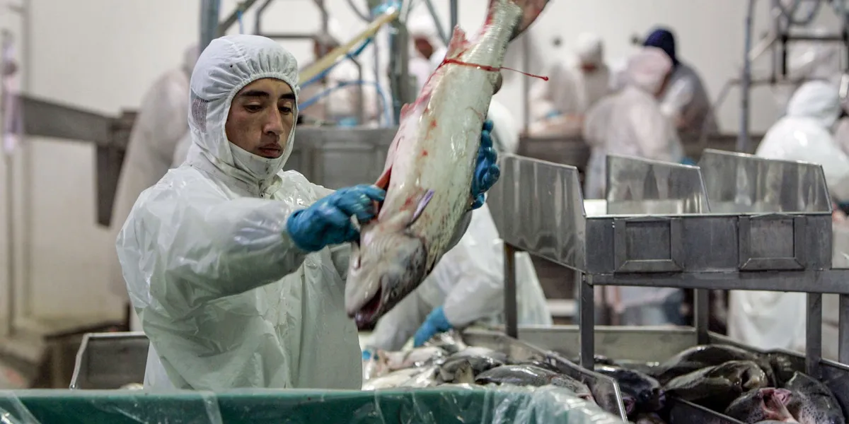 IntraFish International Salmon Week: A deepdive into salmon production and markets around the world