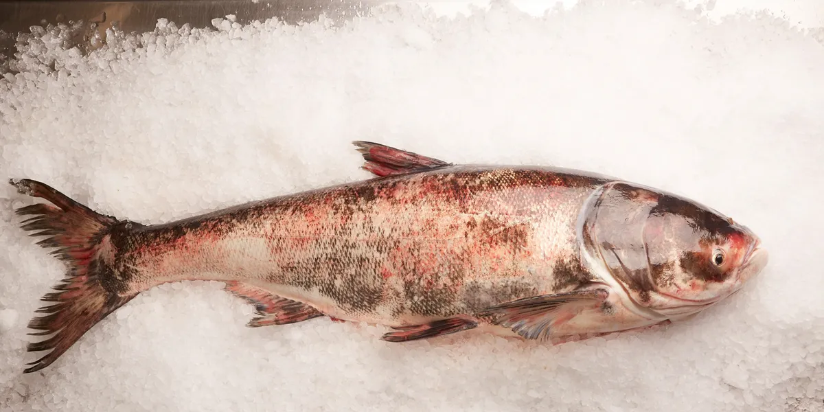 US company turning invasive carp into surimi for Asian, domestic ...