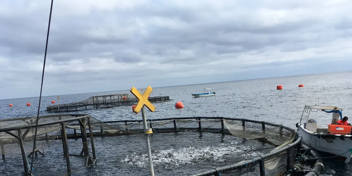 New partnership to bring cobia to US market | Intrafish