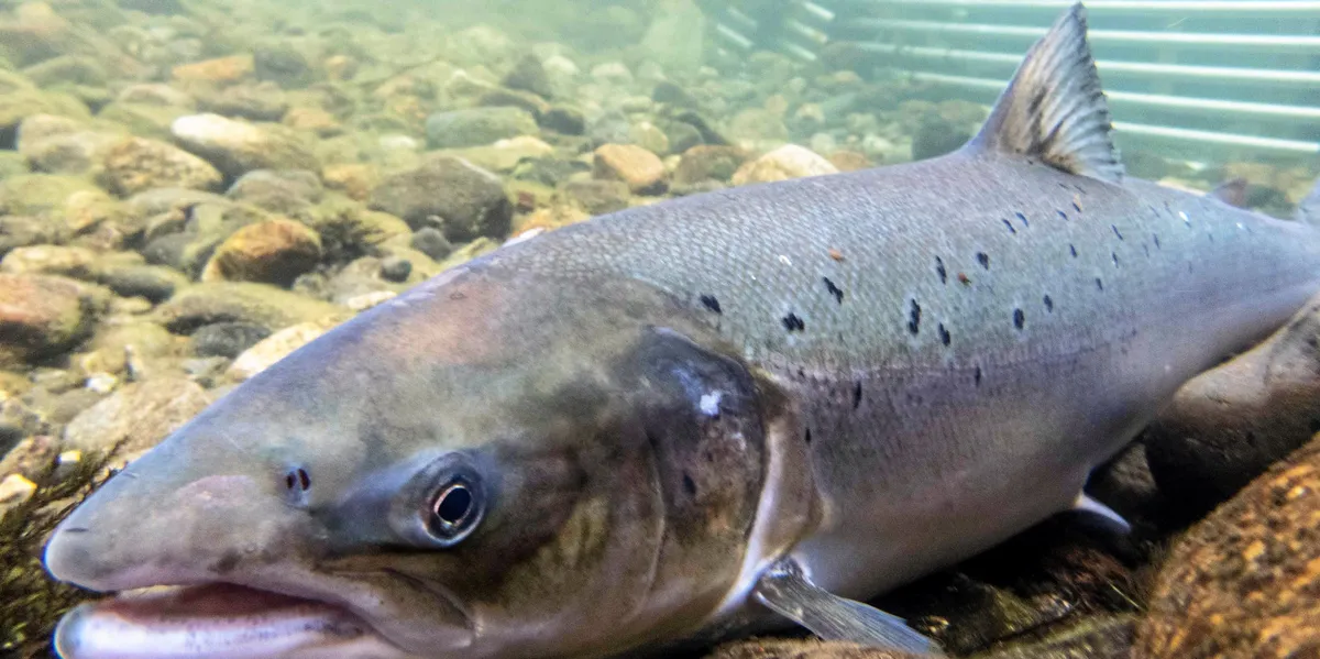 www.intrafish.no
