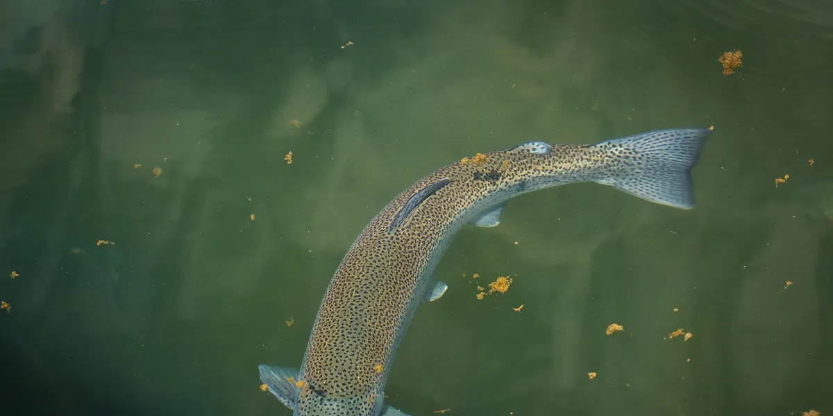 Part IV: Feed alternatives - The makings of an algae giant | Intrafish