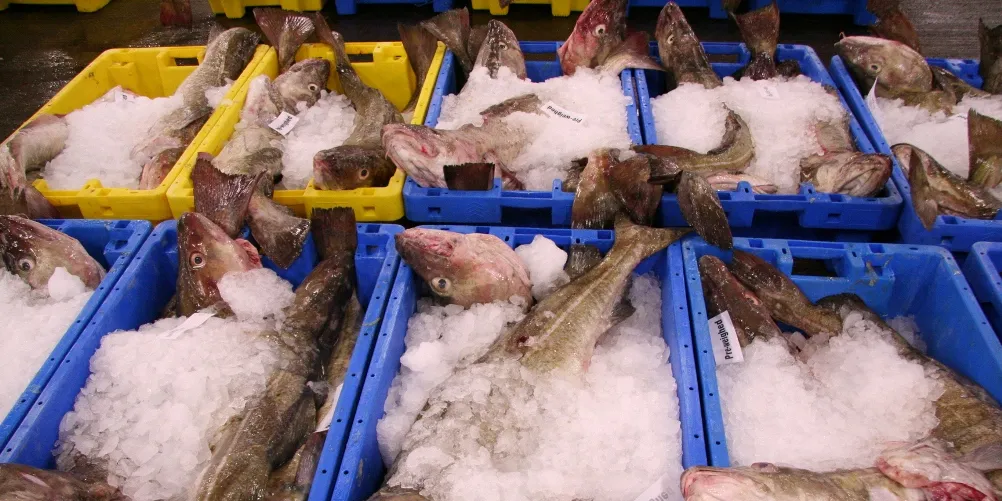 UK market struggles to absorb flood of cod | Intrafish