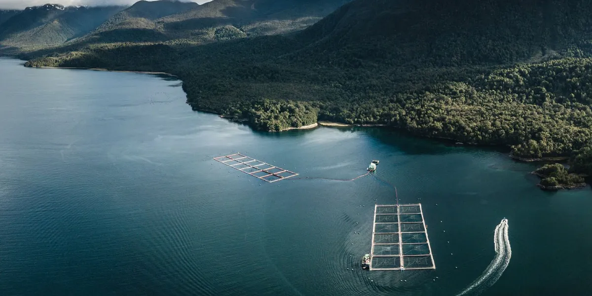 Founder departs salmon farmer under Nissui takeover