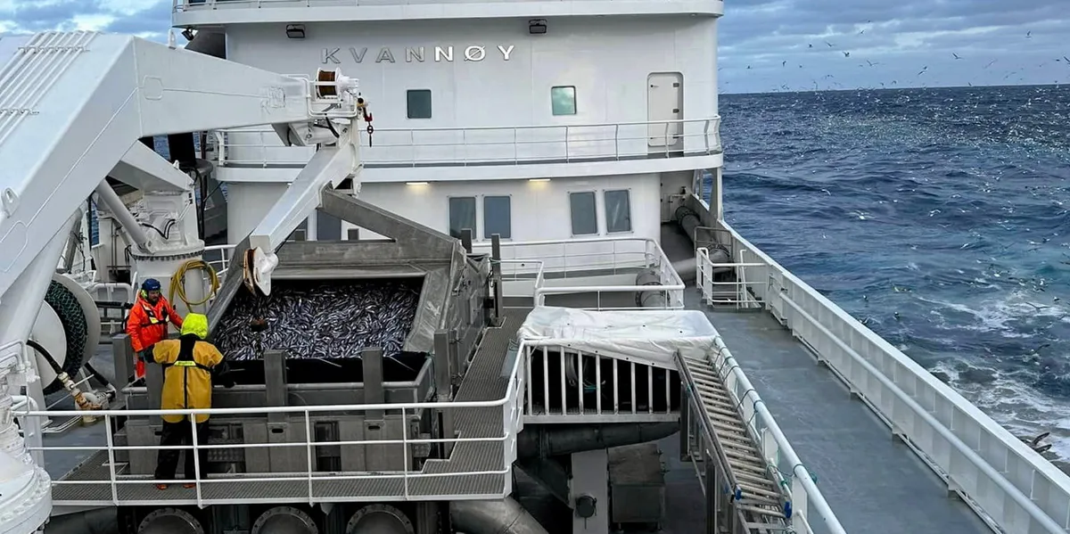 Full fart på kolmula, men «Kvannøy» ville helst vært på lodda ...