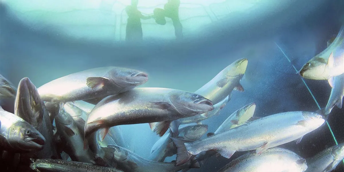 Mowi loses 75,000 fish during storm in Scotland | Intrafish