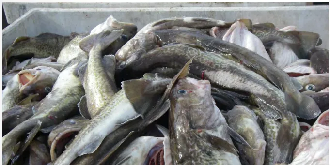 Icicle sues Maersk over shipment of spoiled Pacific cod | Intrafish