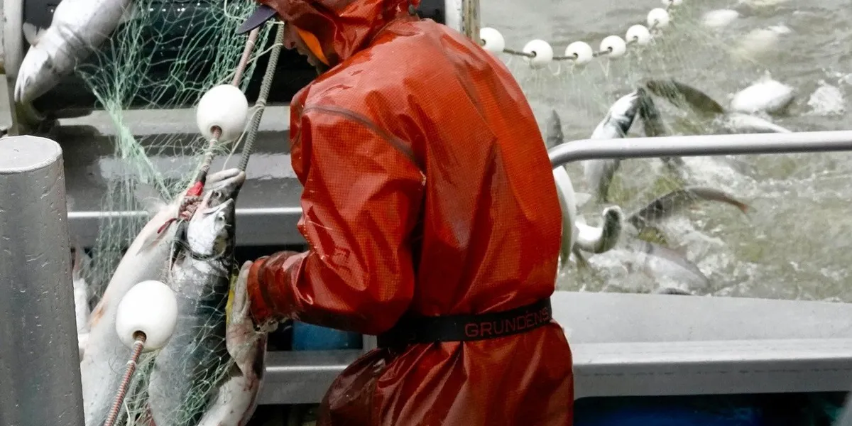 Sockeye salmon size rebounds for 2025 Alaska Bristol Bay season Intrafish