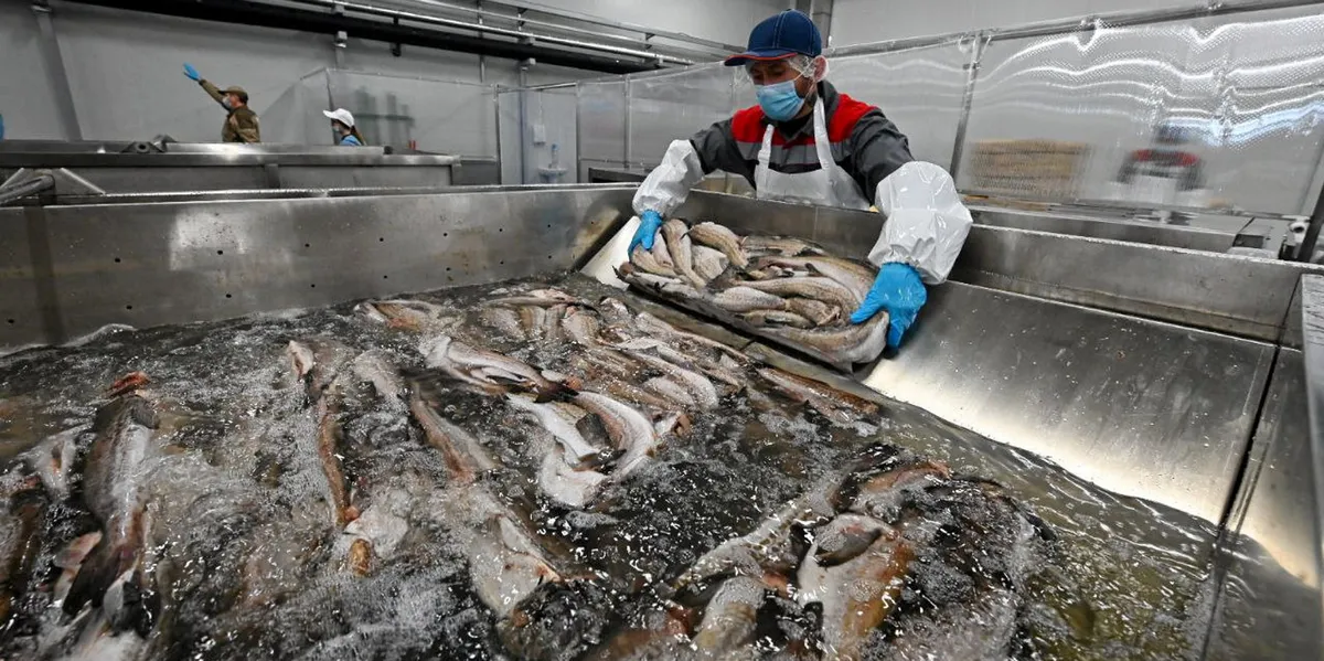 EU proposes eliminating Russian pollock, cod from duty-free scheme ...