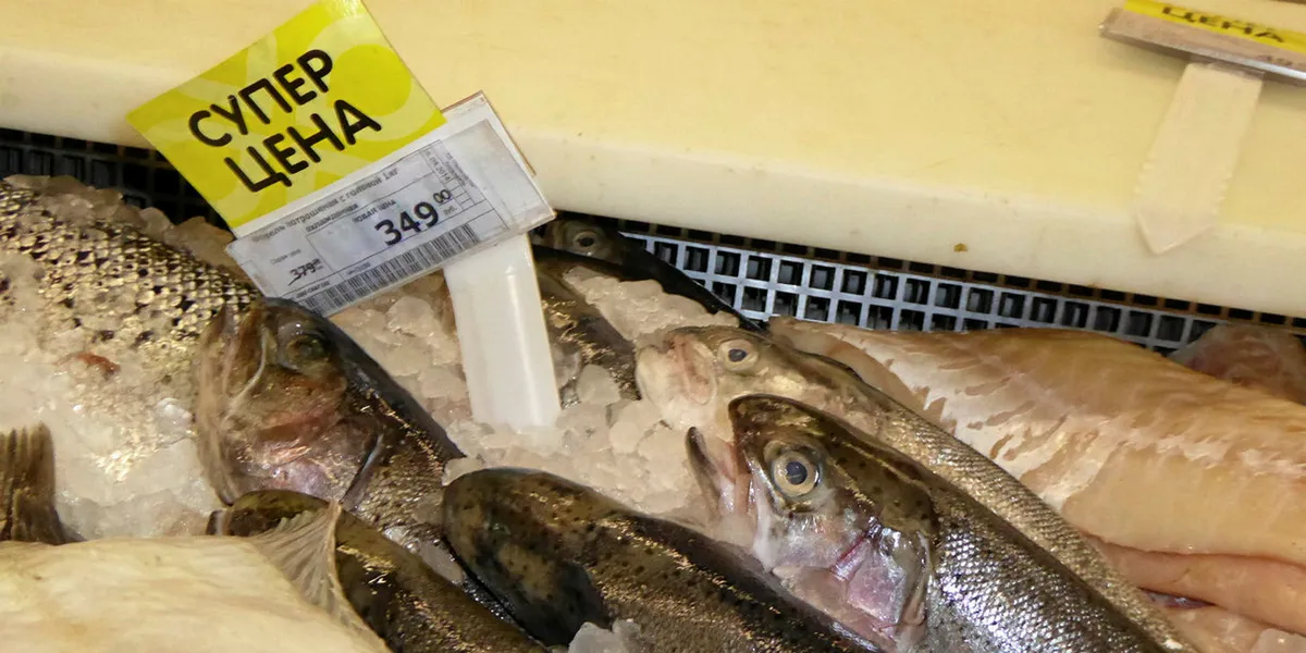 Russian fillet exports jump 60% in first five months | Intrafish
