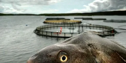 New farmed cod disease identified, threatens cage farming | Intrafish