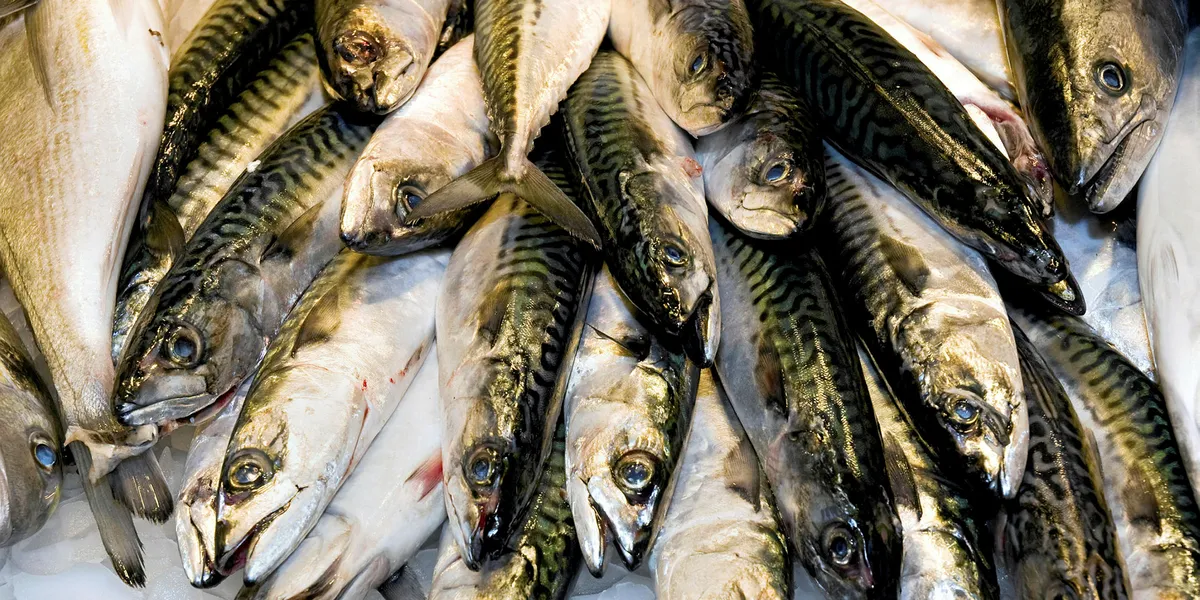 EU unveils proposed total allowable catches for Atlantic, North Sea in ...