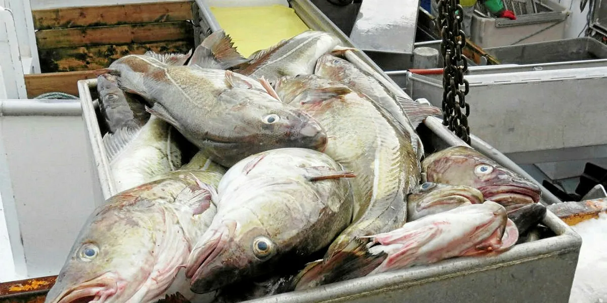 Canada cuts Newfoundland's Northern cod harvest limit by 25% | Intrafish