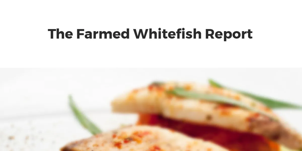 The Farmed Whitefish Report | Intrafish