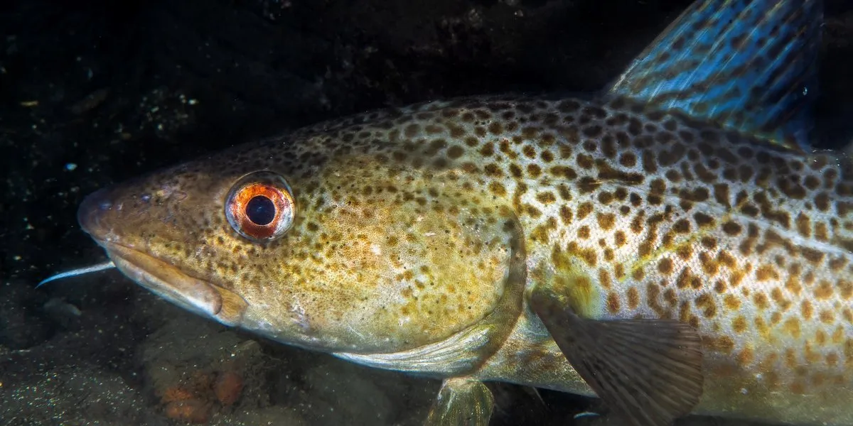 ICES proposes 'fleet-ending' cuts to North Sea cod quotas for 2026 ...