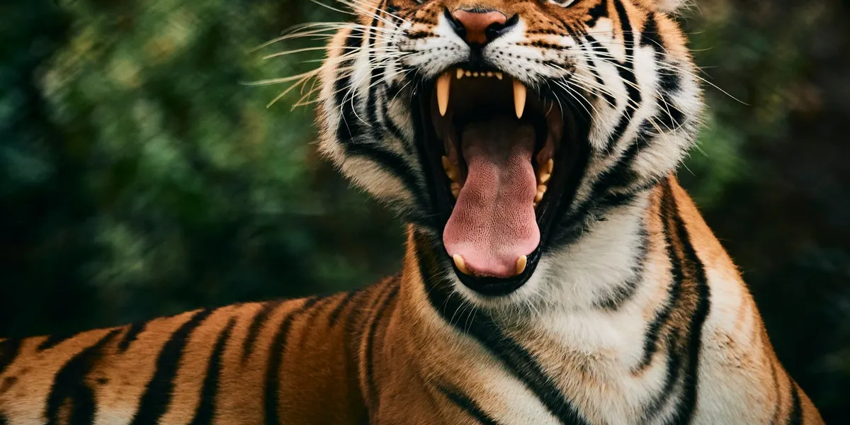 Blir man drept i en nasjonalpark, får ikke etterlatte en krone i erstatning