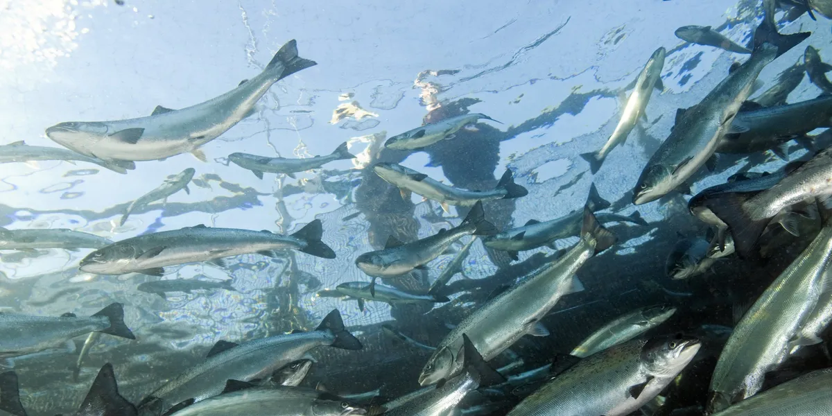 Fiskehelseansatte føler seg overkjørt og utbrent. – Alvorlig