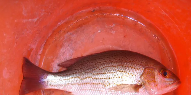 Costa Rican artisanal snapper fishery enters MSC assessment process ...