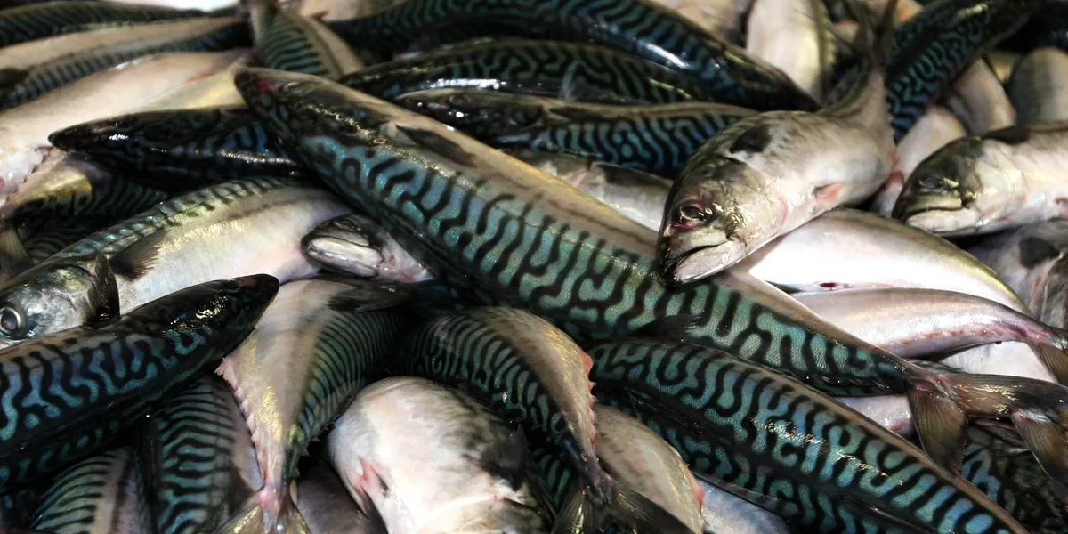 Irish fish factory has permit suspended | Intrafish