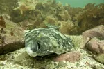 Kveita er nokså lokal av seg, noe Nordic Halibut mener vil lette gjenfangsten.
