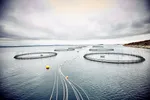 Lokaliteten Espnestaren i Frøya kommune tilhører Måsøval Fiskeoppdrett.