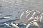 Livløs fisk flyter rundt på bilde tatt av Mattilsynet i forbindelse med uanmeldt inspeksjon av bløggebåten «Seivik» ved Lerøy Seafoods oppdrettsanlegg på Reitholmen ved Hitra.