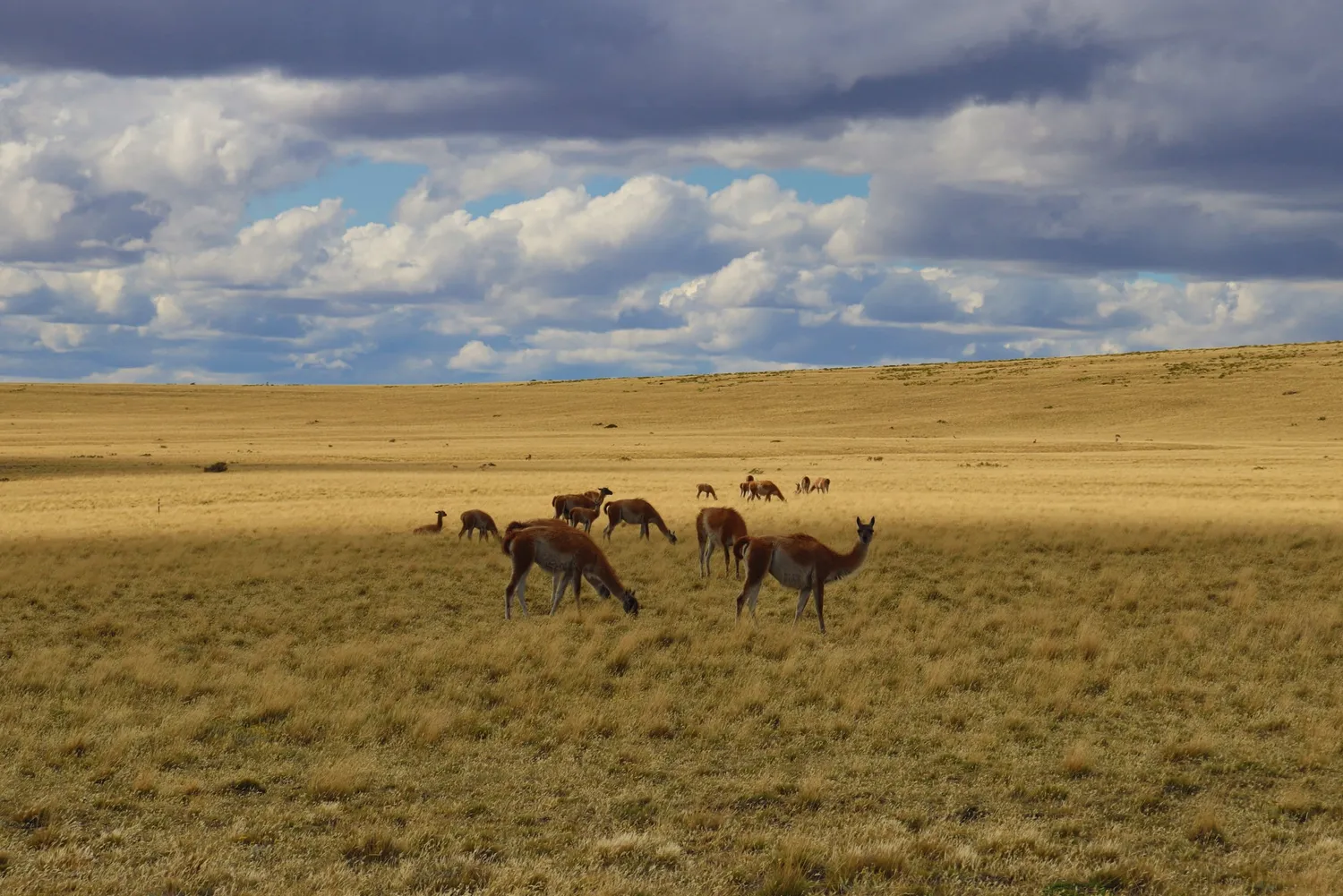 Guanacos in Pali Aike National Park