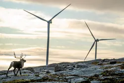 Face off: A reindeer at Storheia wind farm in Norway.