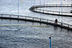 Fiskeridirektoratet søker tips etter å ha fått informasjon om mulig rømt oppdrettslaks i Hardanger-området. Denne lokaliteten har ingen tilknytning til den aktuelle saken.