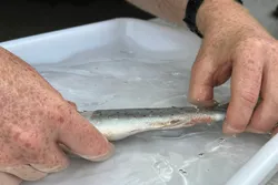 Tydelige merker på en fisk som har fått lakselus. Her fra en lusetelling etter fangst med ruse.